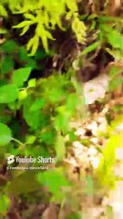 Natural fire cracker