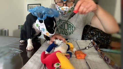 Woman Performs Surgery On Her Dog’s Favorite Toy To Bring Him Back To Life