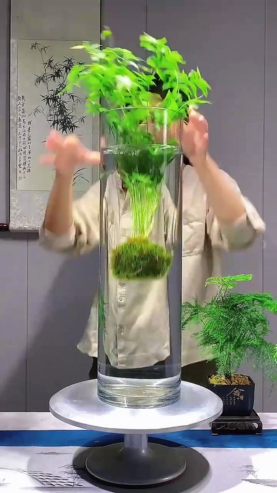 Bamboo is easy to grow and beautiful