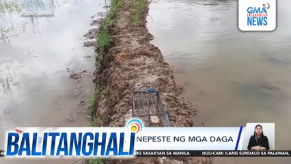 Ilang palayan, pinepeste ng mga daga | Balitanghali