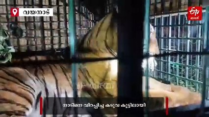 അമരക്കുനിയിൽ ആശങ്ക ഒഴിഞ്ഞു; നാടിനെ വിറപ്പിച്ച കടുവ കൂട്ടിൽ, വിജയം കണ്ടത് 10 ദിവസത്തെ തിരച്ചിലിൽ