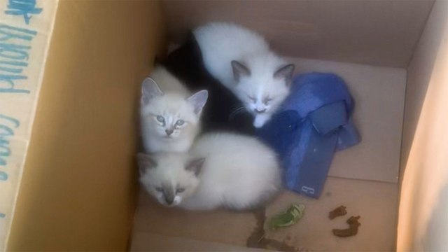 Dad Finds A Box Of Kittens Outside And Brings Them All In...