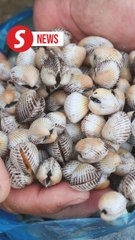 Cook your cockles: No toxins but high bacteria levels found in Dungun 'harvest'