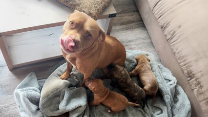 Rescue Pittie Has Fostered Over 200 Animals