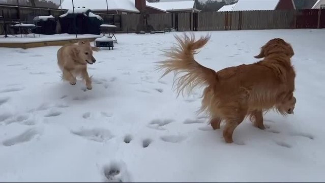 Golden Retriever Experiences Snow for the First Time and Gets Excited