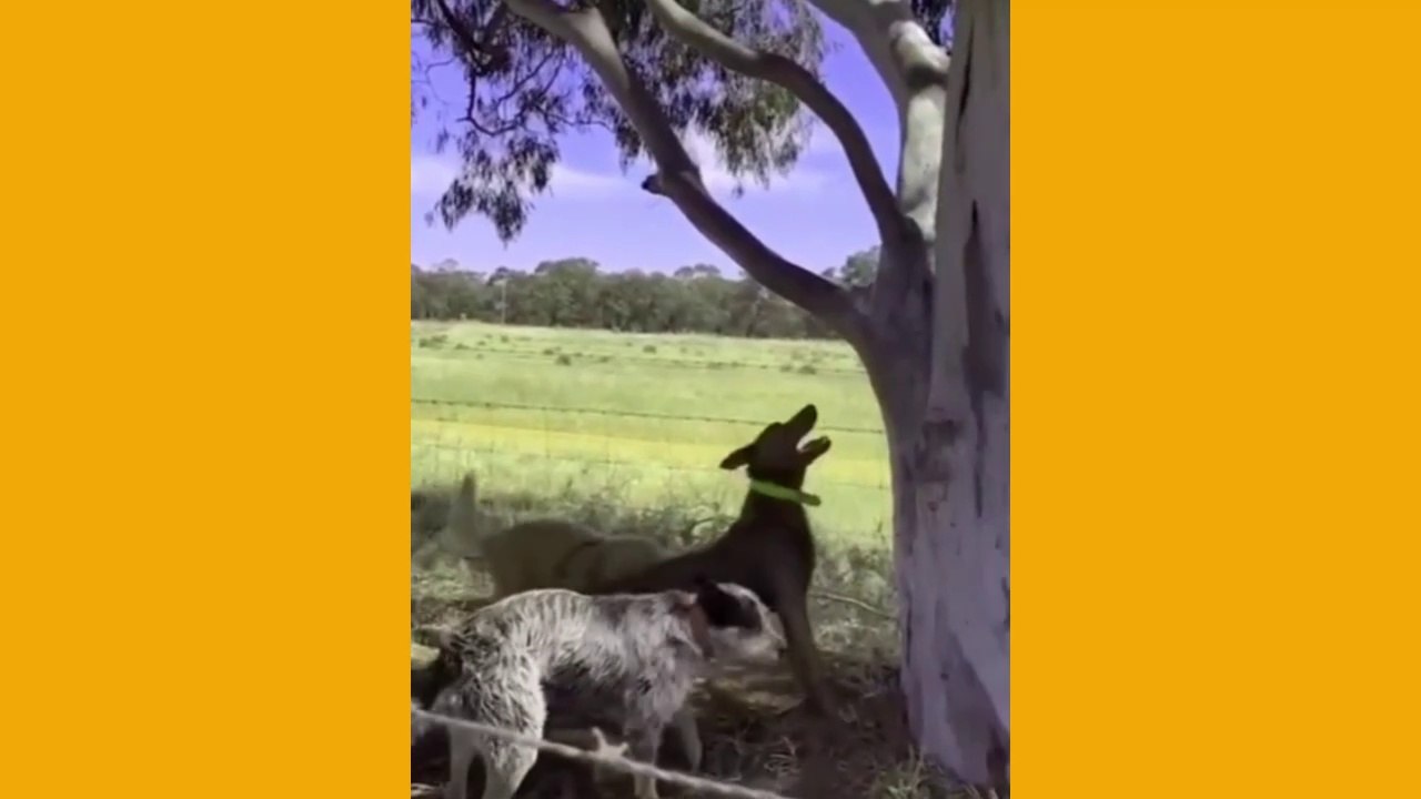 A day at the safari park | সাফারি পার্কে একদিন #animal #pet #facts_bangla  #wild #wolf #puppy #baby #safari #park #jungle