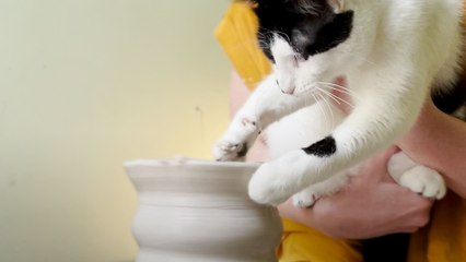 Cat Makes Dog Bowl For New Adopted Brother