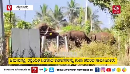 ಮೈಸೂರು : ನಂಜನಗೂಡಿನ ಜಮೀನುಗಳತ್ತ ಧಾವಿಸಿ ಬೆಳೆ ನಾಶಪಡಿಸಿದ ಕಾಡಾನೆಗಳು