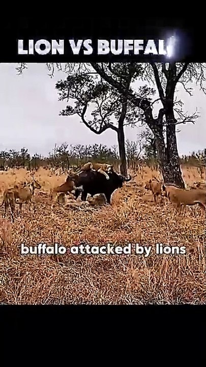😱😱Buffalos attack on lions hurbly 😱😱