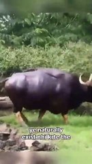 Animal who created humans 😱😱