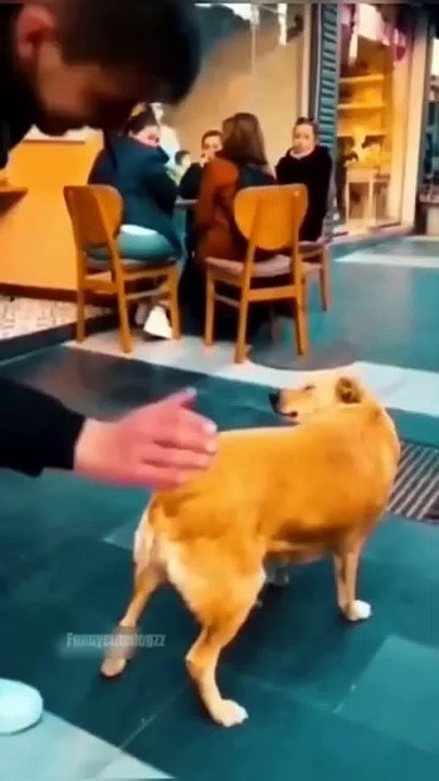 ⭐️ Animal Antics: Laughter Unleashed 🐶🐱