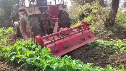 एसएसपी की कोशिश लाई रंग, ग्रामीण खुद कर नशे की खेती को नष्ट
