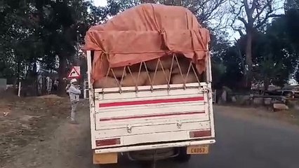 अवैध धान परिवहन पर प्रशासन का शिकंजा, दो पिकअप वाहन जब्त