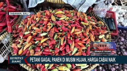 Harga Cabai di Jakarta dan Bandung Sentuh Rp 110.000 per Kg, Petani Bali Gagal Panen