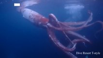 Unos buceadores japoneses consiguen grabar una rara imagen de un calamar gigante vivo