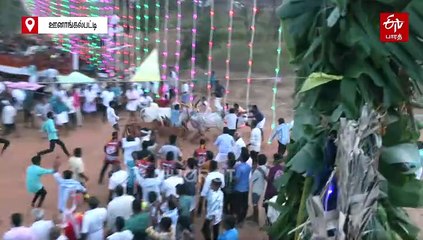 "மாடுகள் பூ தாண்டும் திருவிழா" 200 ஆண்டுகளாக நடத்தப்பட்டு வரும் பாரம்பரிய விளையாட்டு!