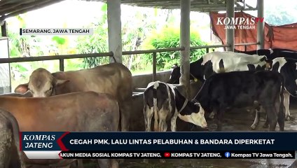 Cegah PMK, Lalu Lintas Pelabuhan dan Bandara Diperketat