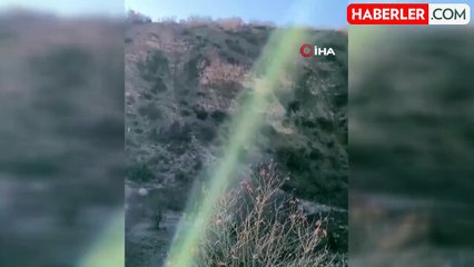 Domuzların Saldırdığı Çobanı Köpekleri Kurtardı