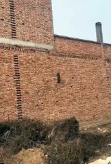 Cute cat🐱#cat #cute #shortsvideo