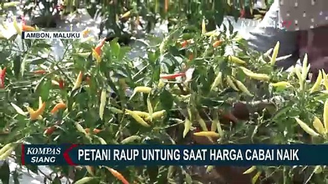 Petani di Ambon Raup Untung saat Harga Cabai Naik