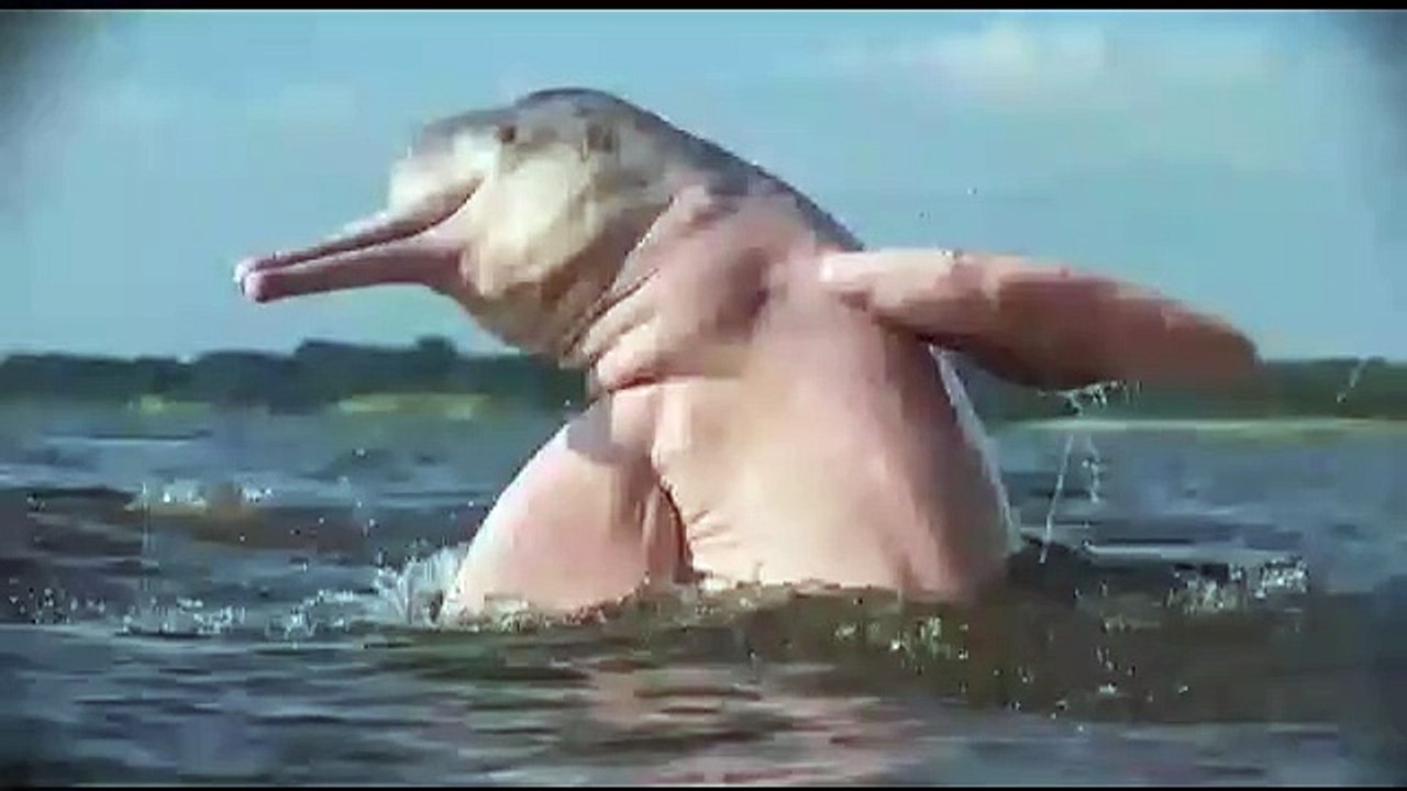 Pink Dolphin in Amazon river Amazon jungle book video