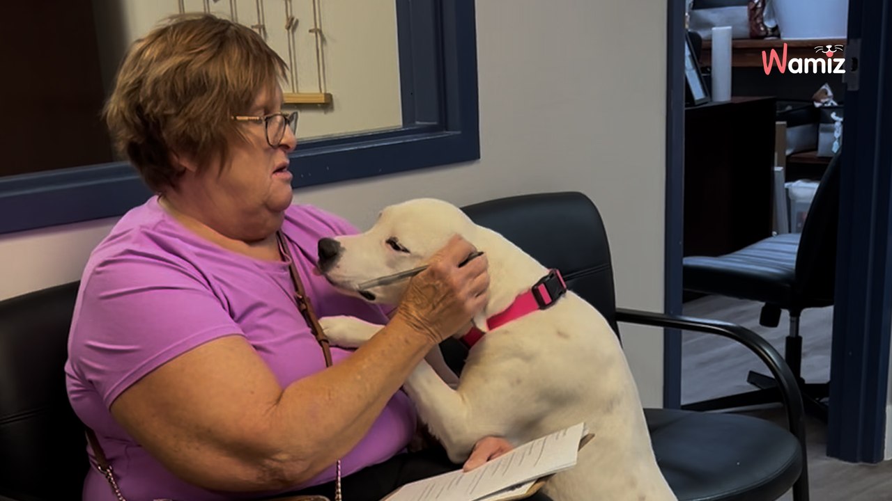 Une femme signe les papiers d'adoption au refuge : le chien a une réaction qui en dit long (vidéo)