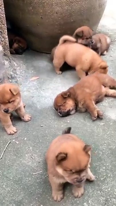 Oh mein Gott... es gibt so viele Brüder...