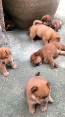 Oh mein Gott... es gibt so viele Brüder...