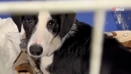 Il obtient une promotion de carrière : sa décision à propos de son chien met les sauveteurs en colère (vidéo)