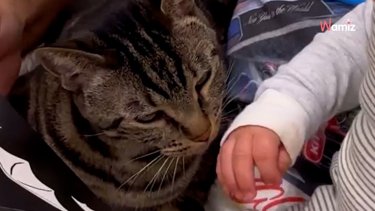 Le chat interrompt une séance de lecture : la réaction du bébé est tout simplement adorable
