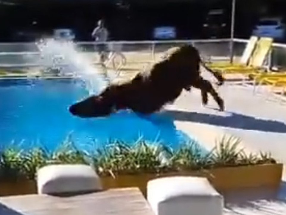 Bulle fällt in Hotelpool und muss gerettet werden