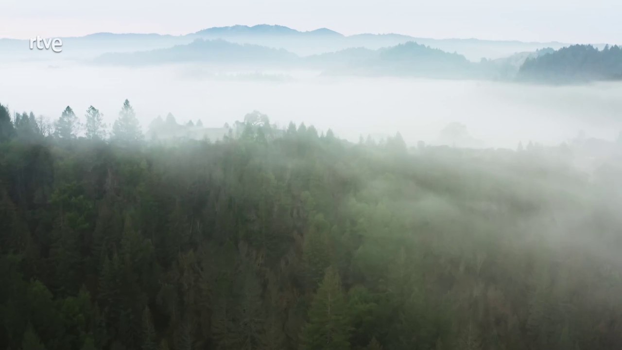 La formación de la Tierra 4/5: Vegetación [Documental HD]