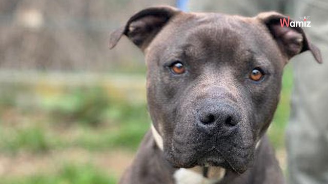 Il a déjà passé la moitié de sa vie enfermé en refuge : qui donnera une chance à ce jeune chien ?