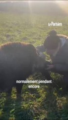 La justice suspend l'euthanasie du sanglier Rillette
