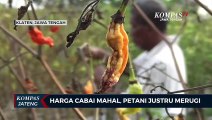 Harga Cabai Mahal, Petani Justru Merugi