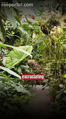 Bullet Ants in Amazon jungle book video