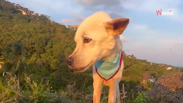 « Ce sont ses souvenirs pour toujours » : il met en place un rituel émouvant pour une chienne maltraitée