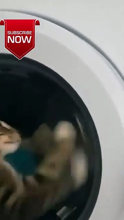 Funny cat video🐈🐈🐈🐈🐈🐈🐈🐈🐈😂😂😂😂🤣🤣🤣🤣😂😂😂#shorts