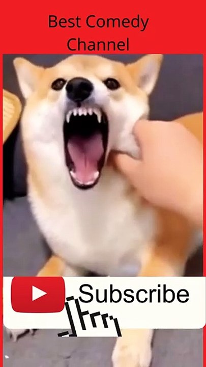 funny video
