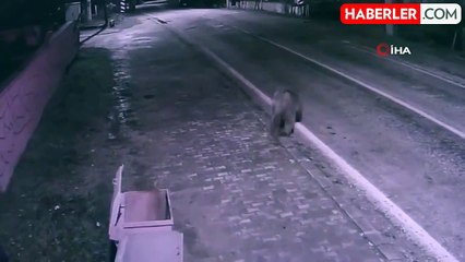 Barınaktan firar eden ayı 30 saattir yakalanamadı