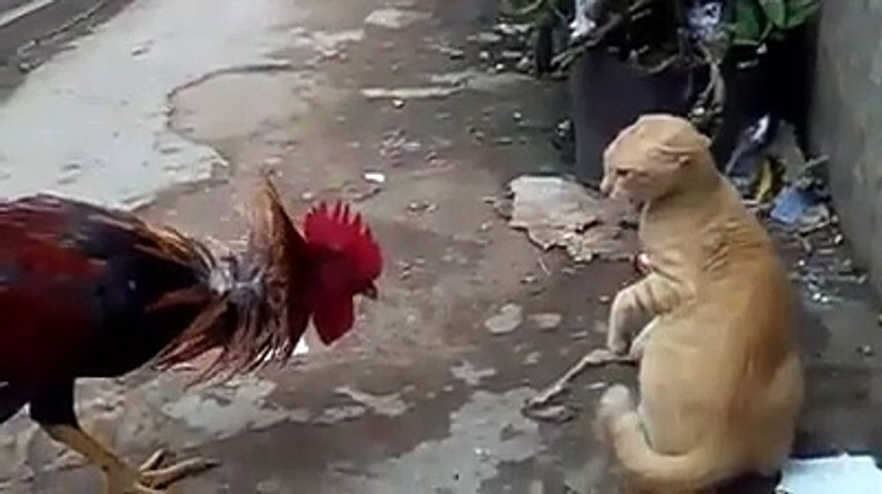 Cat and chicken fight 😆😆