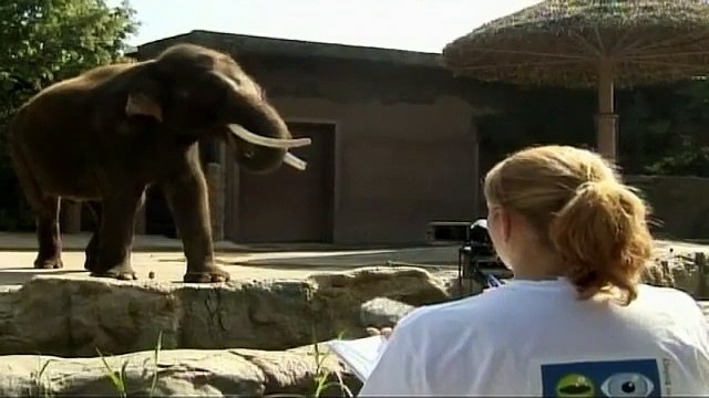 Découvrez cet éléphant qui imite parfaitement la voix de ses maîtres !