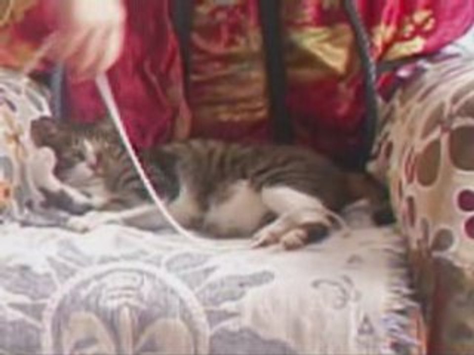 Sunny playing with the string