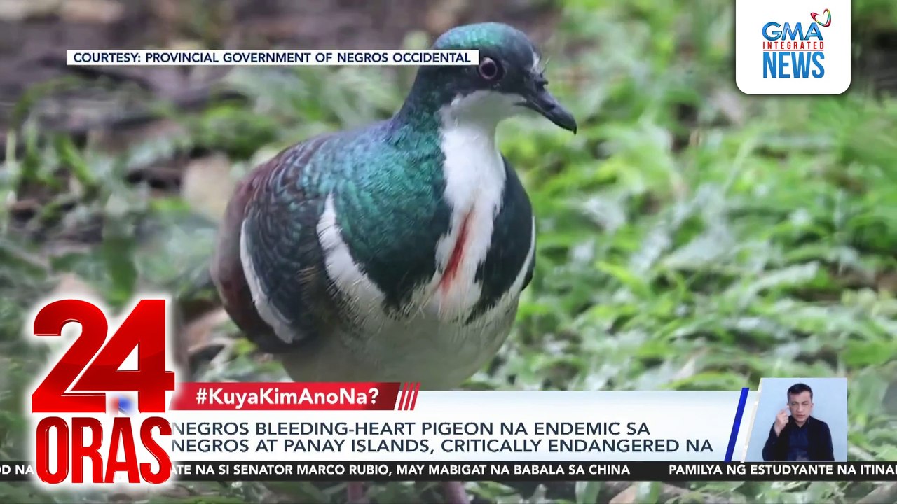 Negros bleeding-heart pigeon na endemic sa Negros at Panay Islands, critically endangered na | 24 Oras