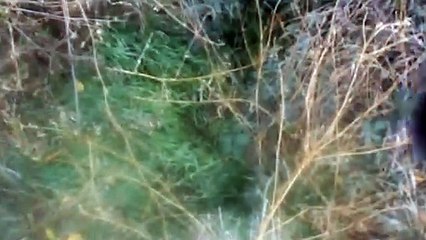 Нашёл "Дом Йети". Bigfoot House.