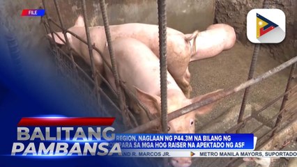 D.A. Ilocos Region, naglaan ng P44.3-M na indemnification para sa mga hog raiser na apektado ng ASF