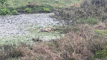 CRPF जवान की 5 साल की लापता बेटी की हत्या, नवादा में 17 दिनों बाद मिला शव