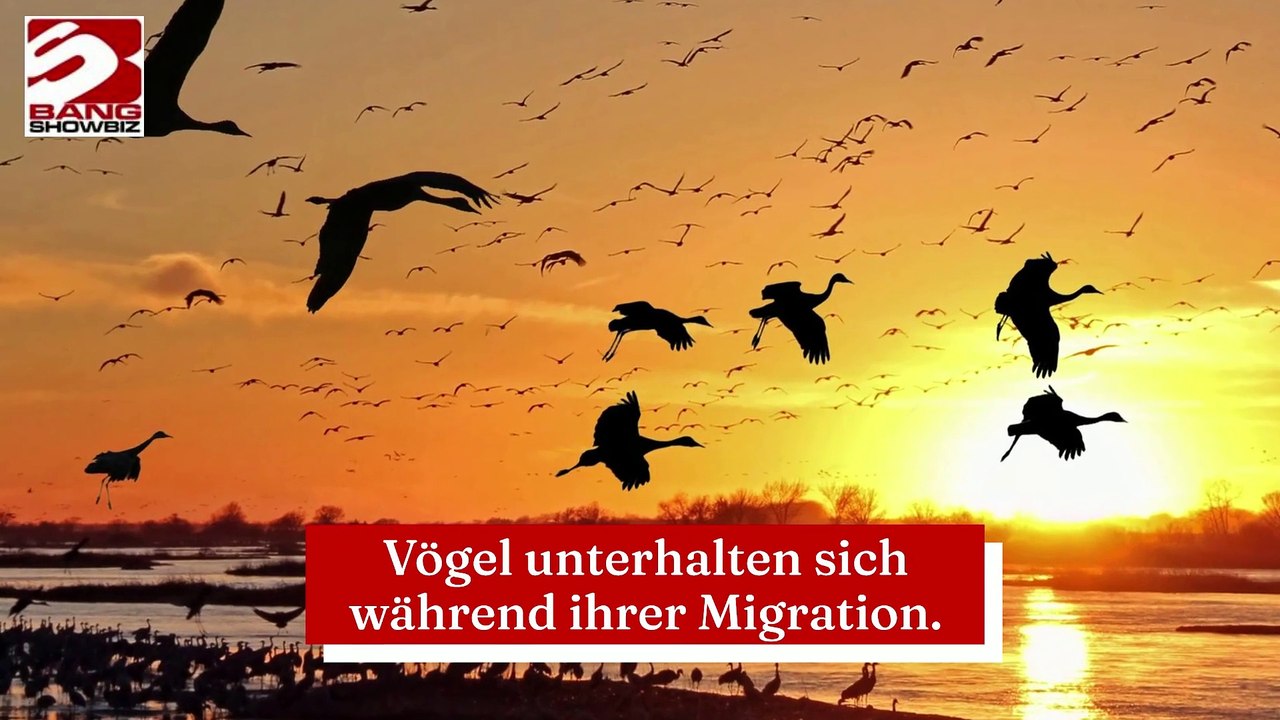 Vögel unterhalten sich während ihrer Migration.