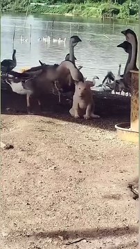 Don't yell at me for not helping, just look at his face and you'll know how much he likes to pull his head off🙂 save him for a few minutes and he'll come out again.