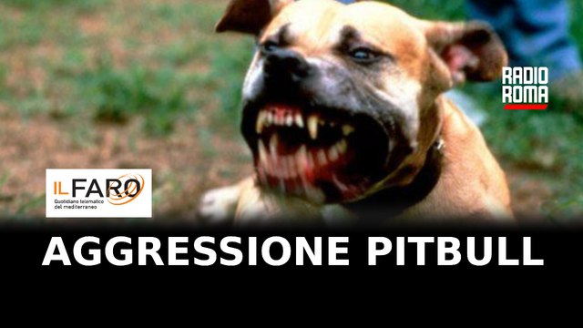 Aggressione pitbull a Focene: intervento della Polizia locale e della Asl
